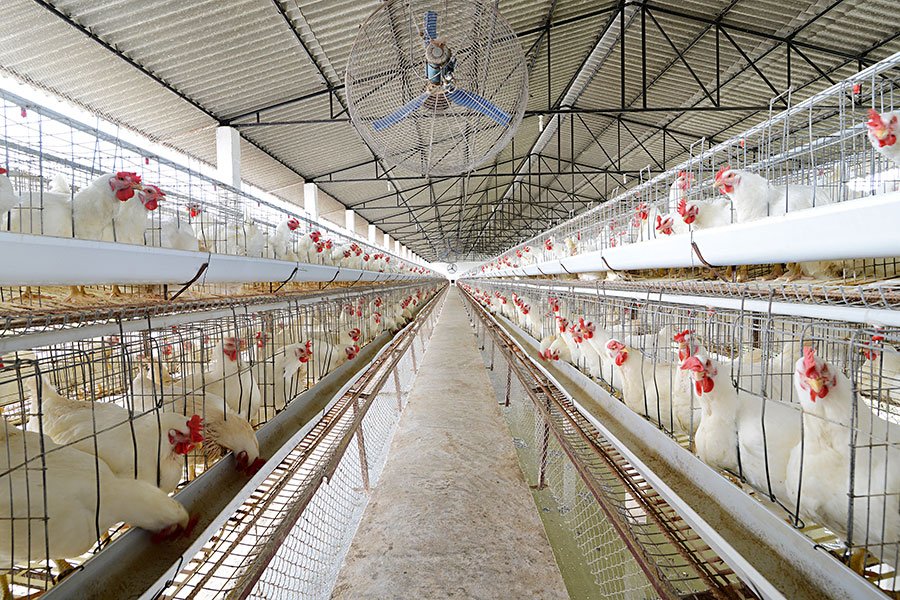 Chicken farm layer